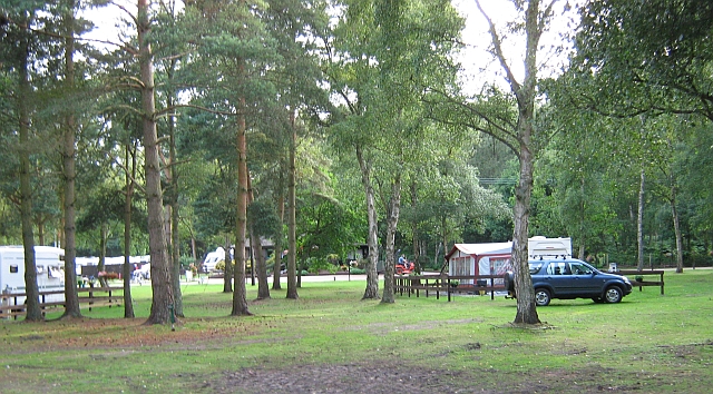 caravans and tents seen through several large straight tress at sandringham campsite